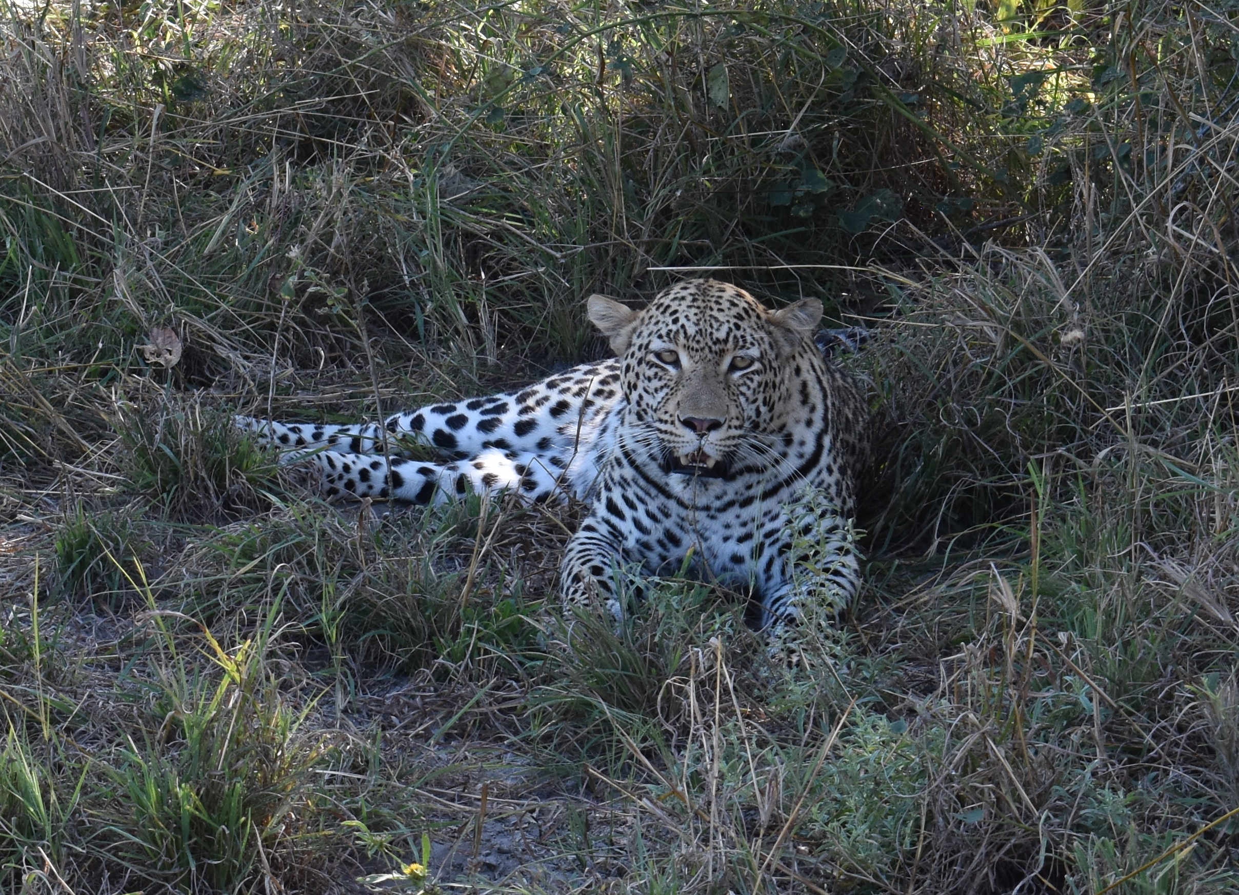 Botswana: Chobe National Park